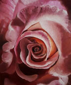 Rose 2, Öl auf Leinwand, 25 x 30 cm